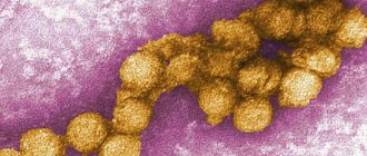 yellow fever pathogen