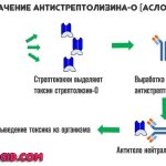production of antistreptolysin