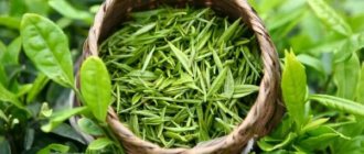Does green tea raise or lower blood pressure?